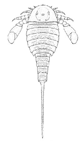 Adelophthalmus sievertsi