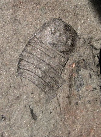 Adelophthalmus sievertsi
