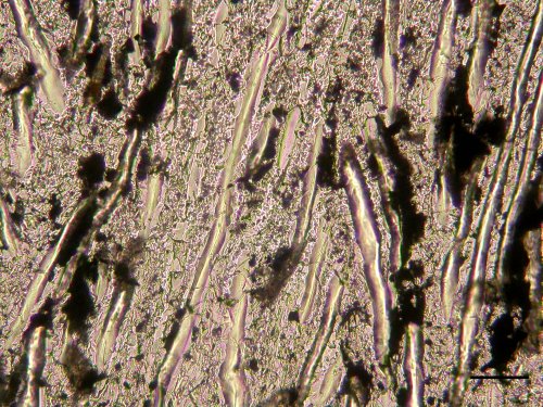 Microfoto van Prototaxites
