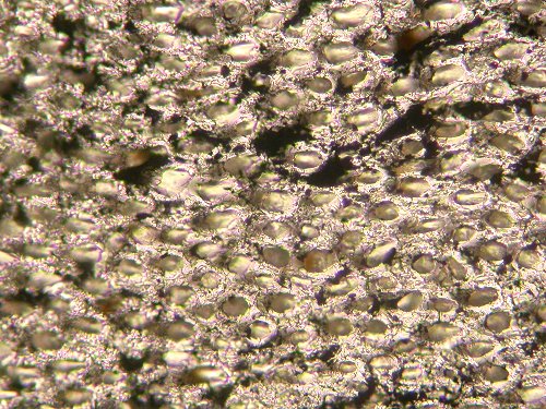 Microfoto van Prototaxites