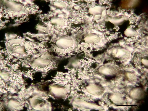 Microfoto van Prototaxites