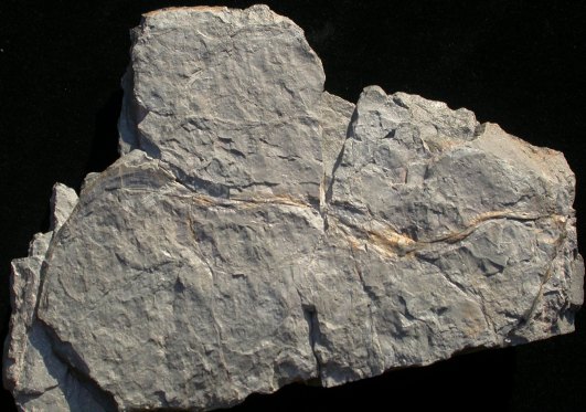 Mosellophyton hefteri