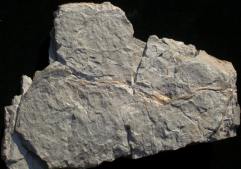 Mosellophyton hefteri