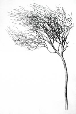 'Prototaxites' hefteri