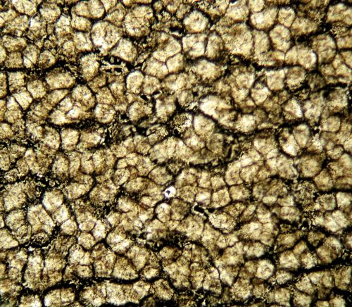 Pseudocelstructuur in Prototaxites
