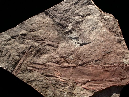 Prototaxites uit Schotland