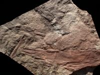 Platgedrukte Prototaxites