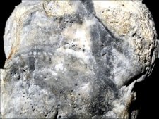 Prototaxites uit de IJssel