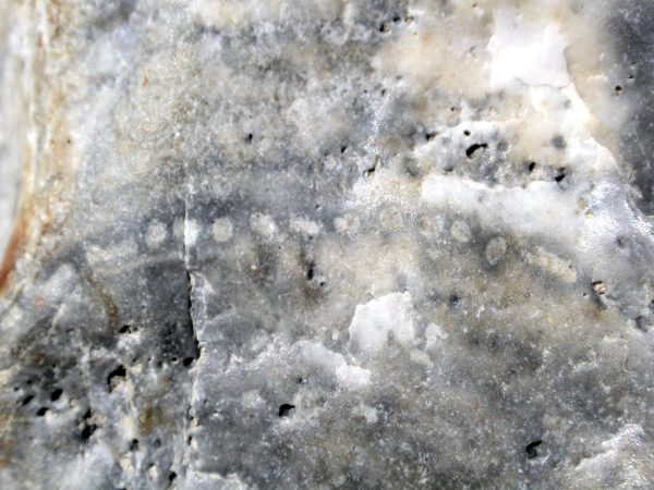 Prototaxites met stippenrijen