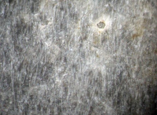 Skelethyfen in Prototaxites met stippenrijen