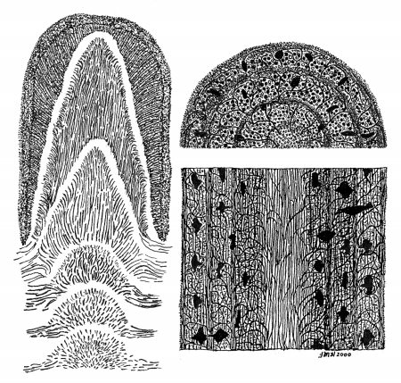 Groeimodel Prototaxites
