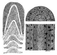Groeimodel Prototaxites