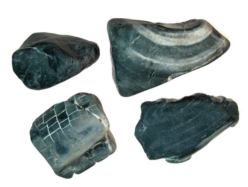 Prototaxites