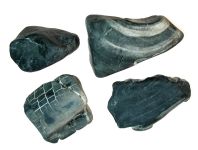 Prototaxites