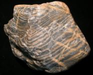 Prototaxites