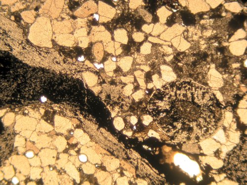 Prototaxites en Pachytheca