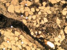 Prototaxites en Pachytheca