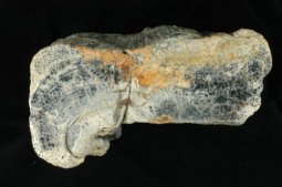 Prototaxites van Spitsbergen