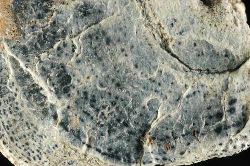 Prototaxites van Spitsbergen