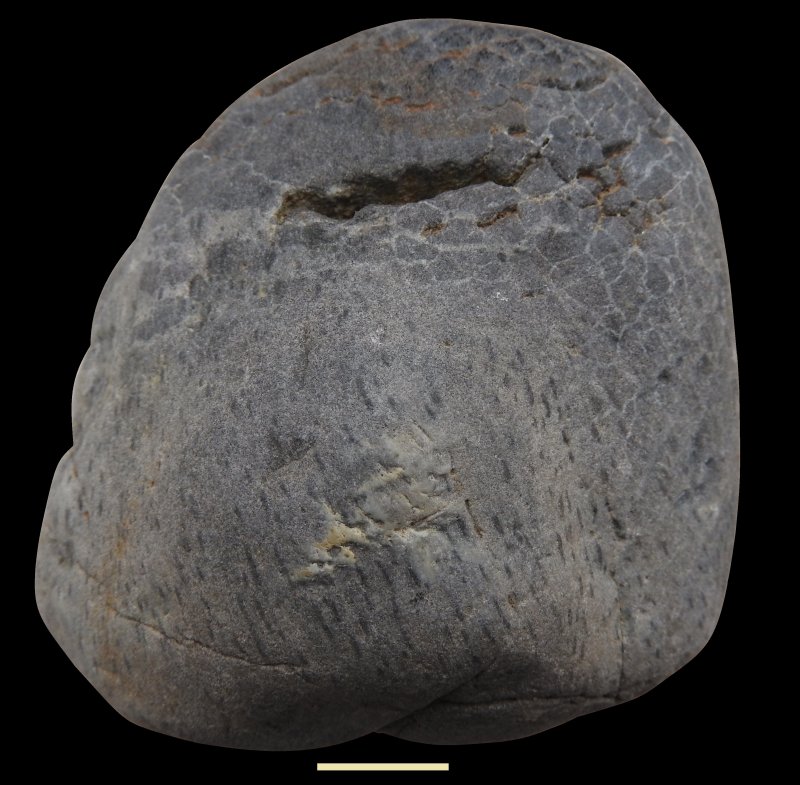 Prototaxites van Rhederlaag