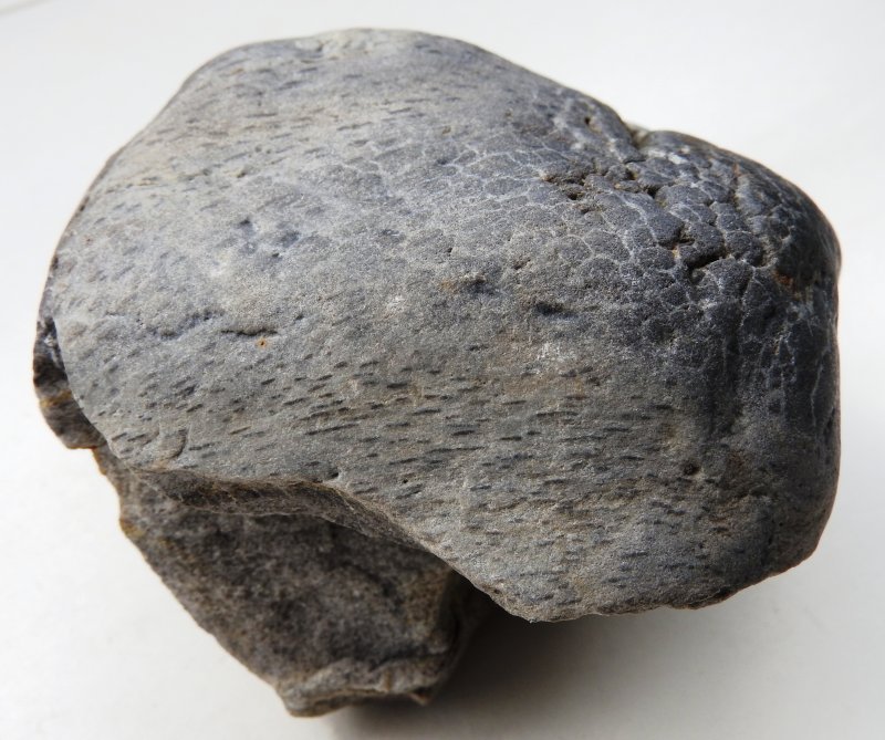 Prototaxites van Rhederlaag