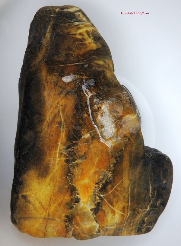 Prototaxites van Rhederlaag