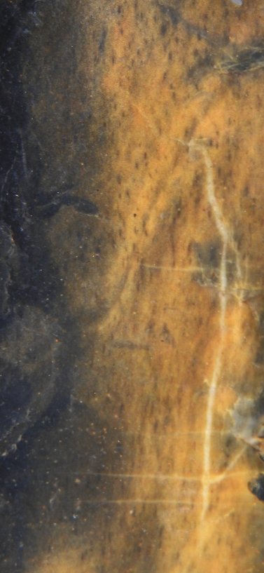 Prototaxites van Rhederlaag