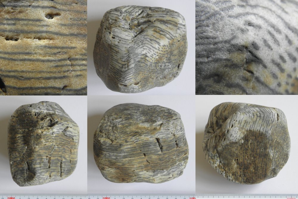 Prototaxites uit de Rijn