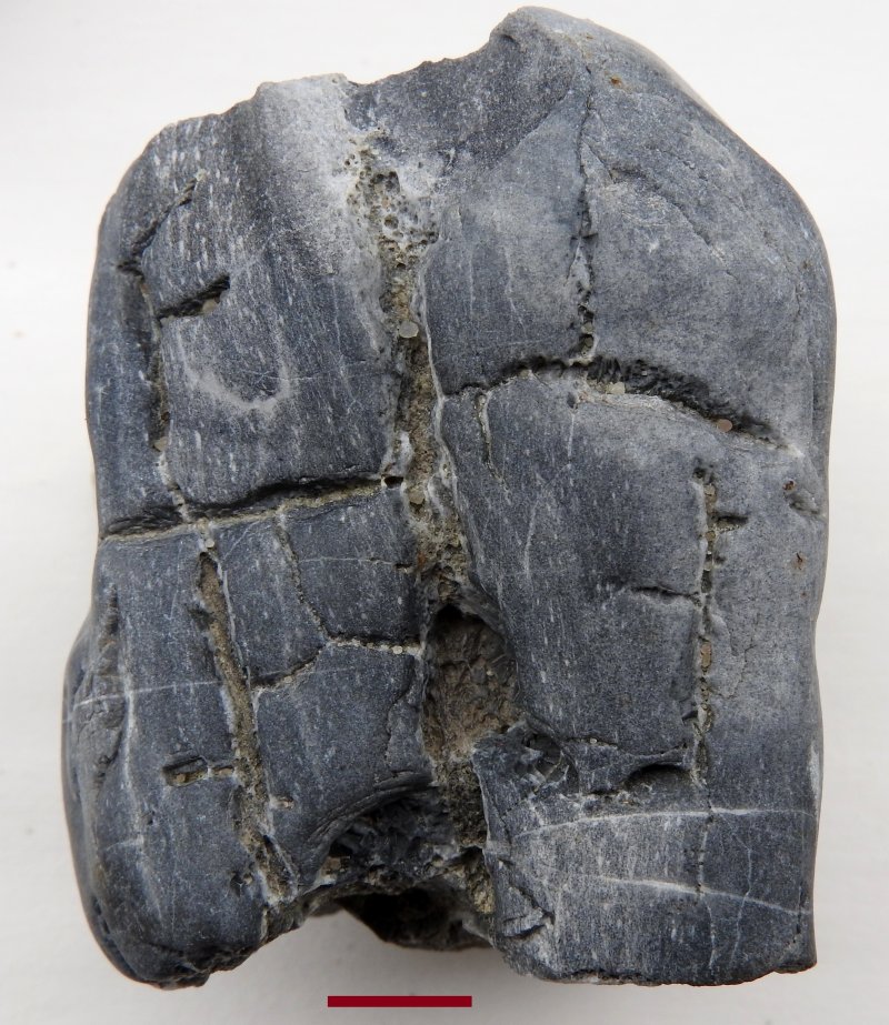 Prototaxites van Markelo