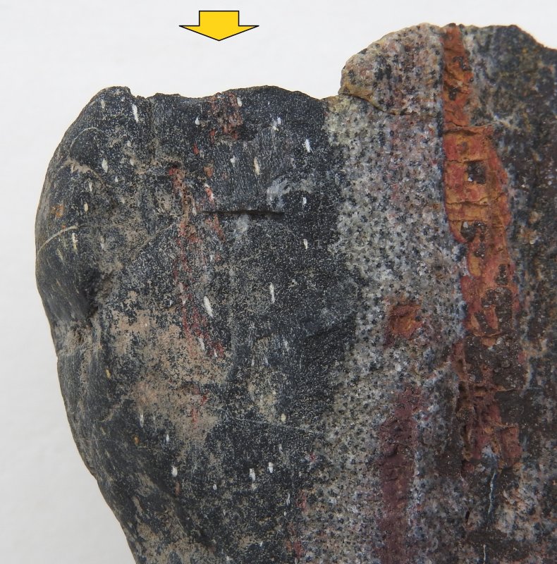 Prototaxites Havikerwaard