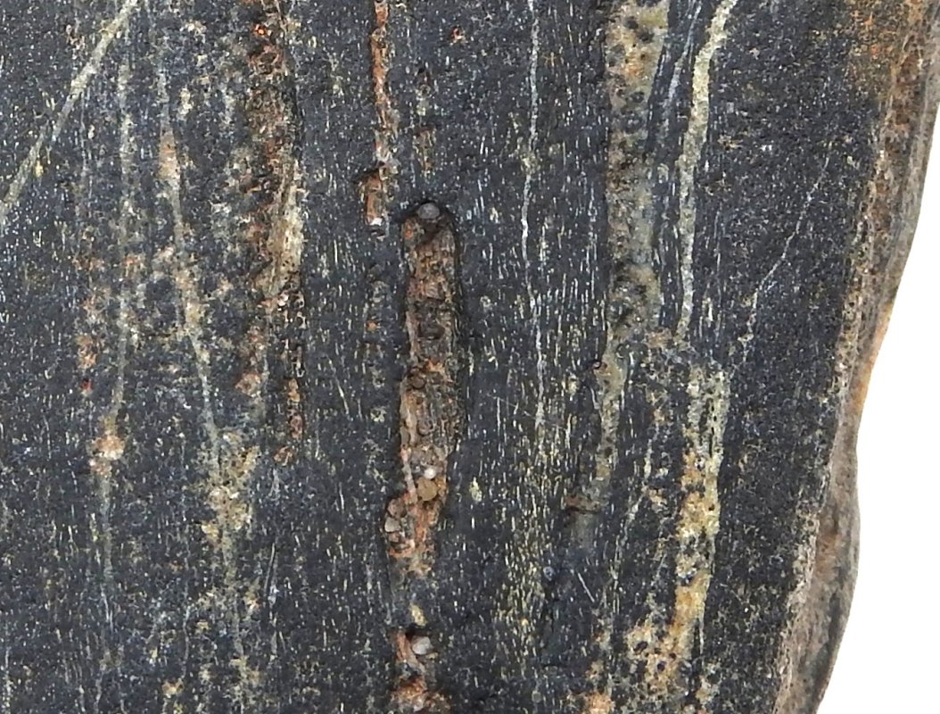 Prototaxites Havikerwaard