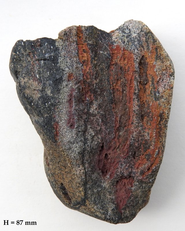 Prototaxites Havikerwaard