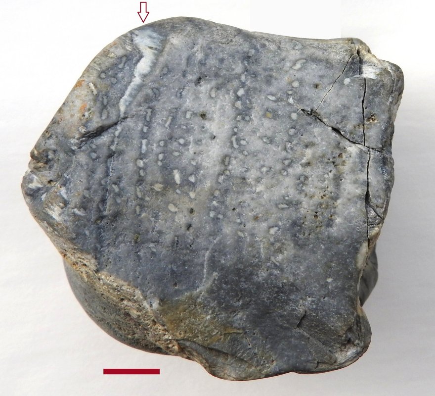 Prototaxites Havikerwaard