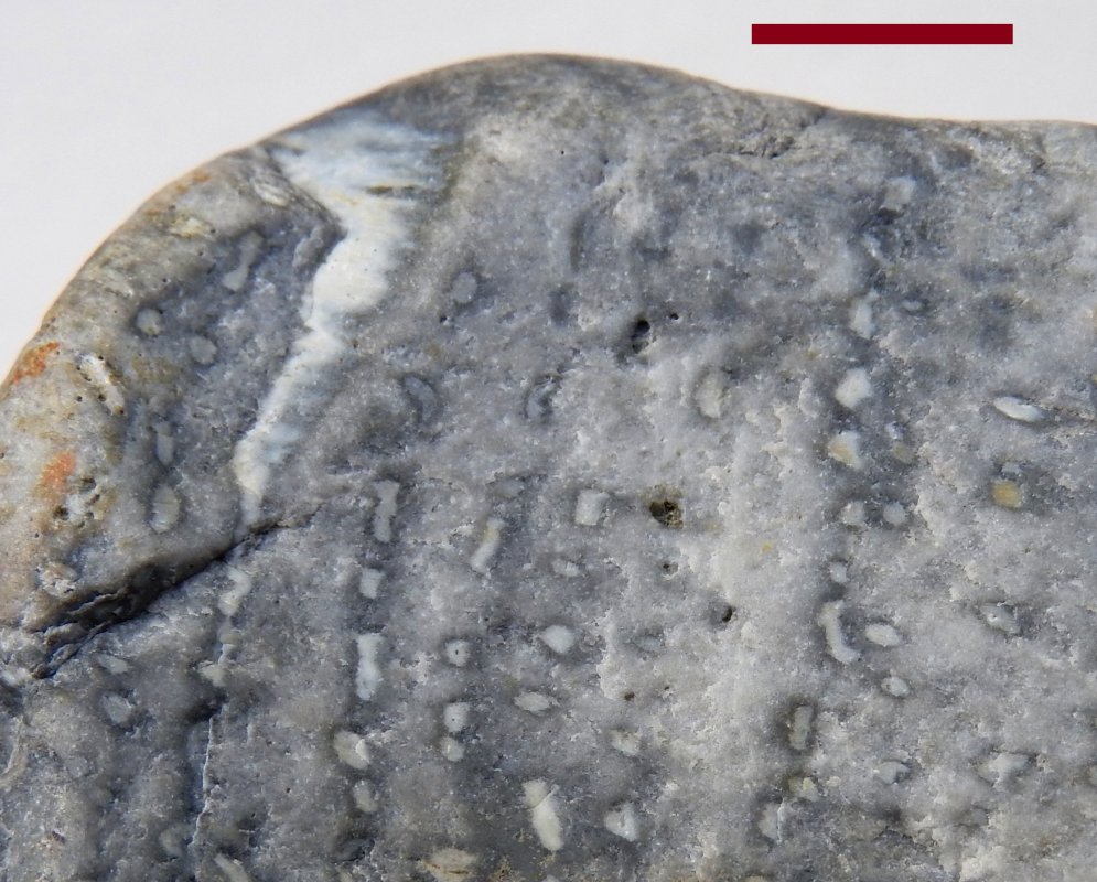 Prototaxites Havikerwaard