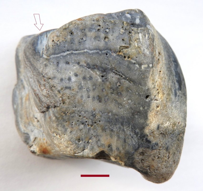 Prototaxites Havikerwaard