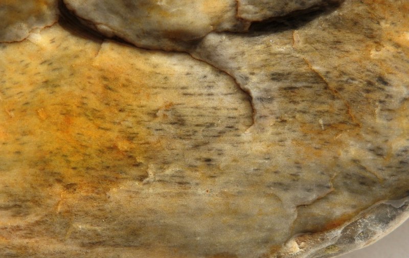 Prototaxites Havikerwaard