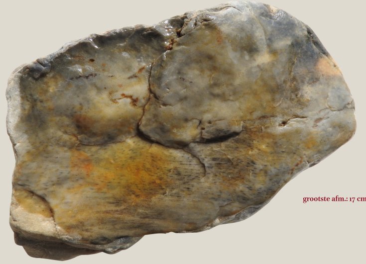 Prototaxites Havikerwaard