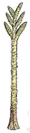 Reconstructie Prototaxites
