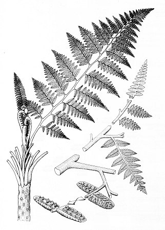 Crown of a Psaronius tree