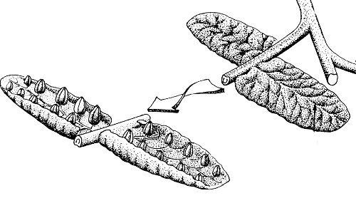 Synangia of Psaronius