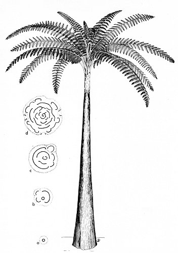 Reconstructie van Psaronius
