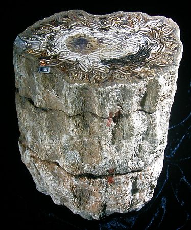 Stamstuk van Psaronius