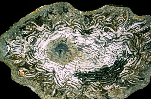 Stamdoorsnede van Psaronius