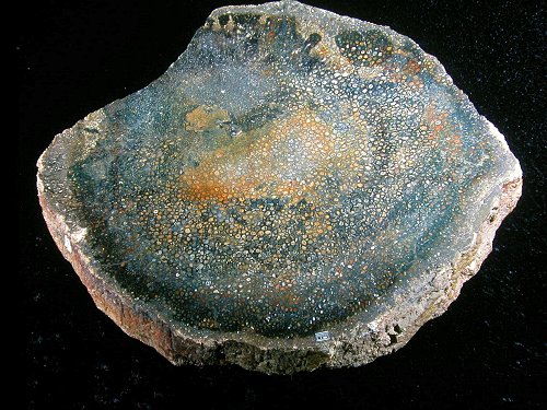 Stamdoorsnede van Psaronius