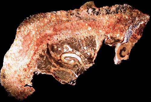 Stamstuk van Psaronius