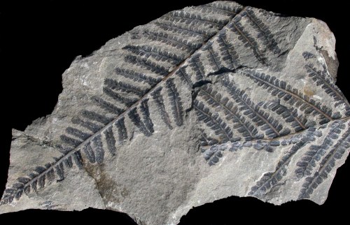 Pecopteris van Manebach