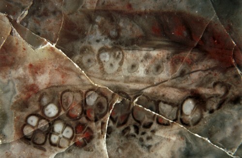 Scolecopteris van Freital