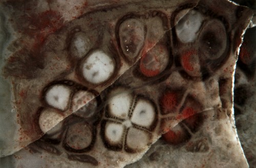 Scolecopteris from Freital