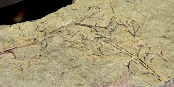 Rhacophyton condrusorum