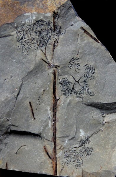Sporangia van Rhacophyton